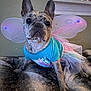 dog, brindle, costume, fairy_wings, tutu, blue_shirt, pet, indoor, blanket, cute, small_dog, animal, portrait, sitting, ears, face, furry, home, decor, resting