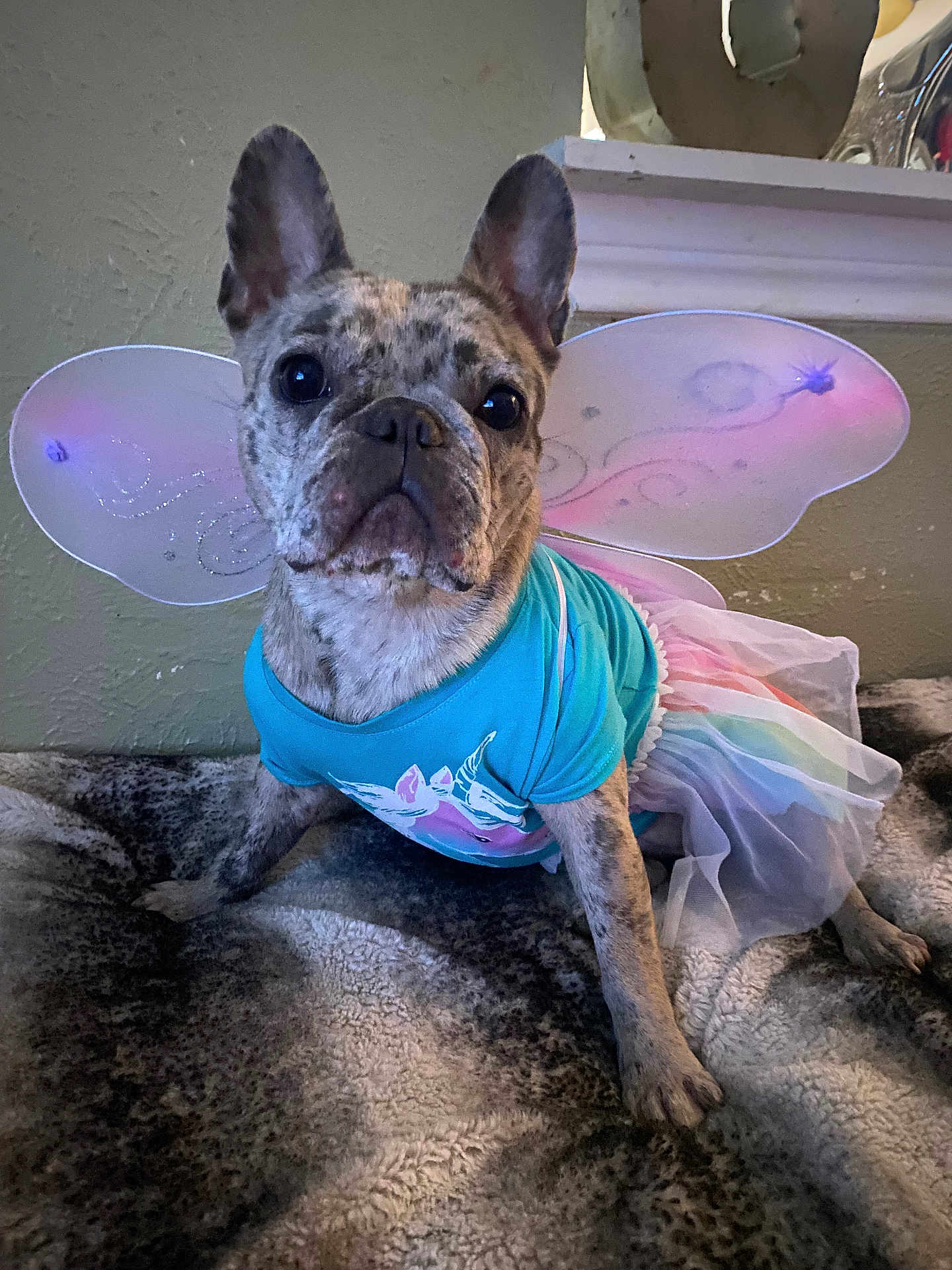 Dezi Sunshine is registered to the contest to win money with this photo: dog, brindle, costume, fairy_wings, tutu, blue_shirt, pet, indoor, blanket, cute, small_dog, animal, portrait, sitting, ears, face, furry, home, decor, resting