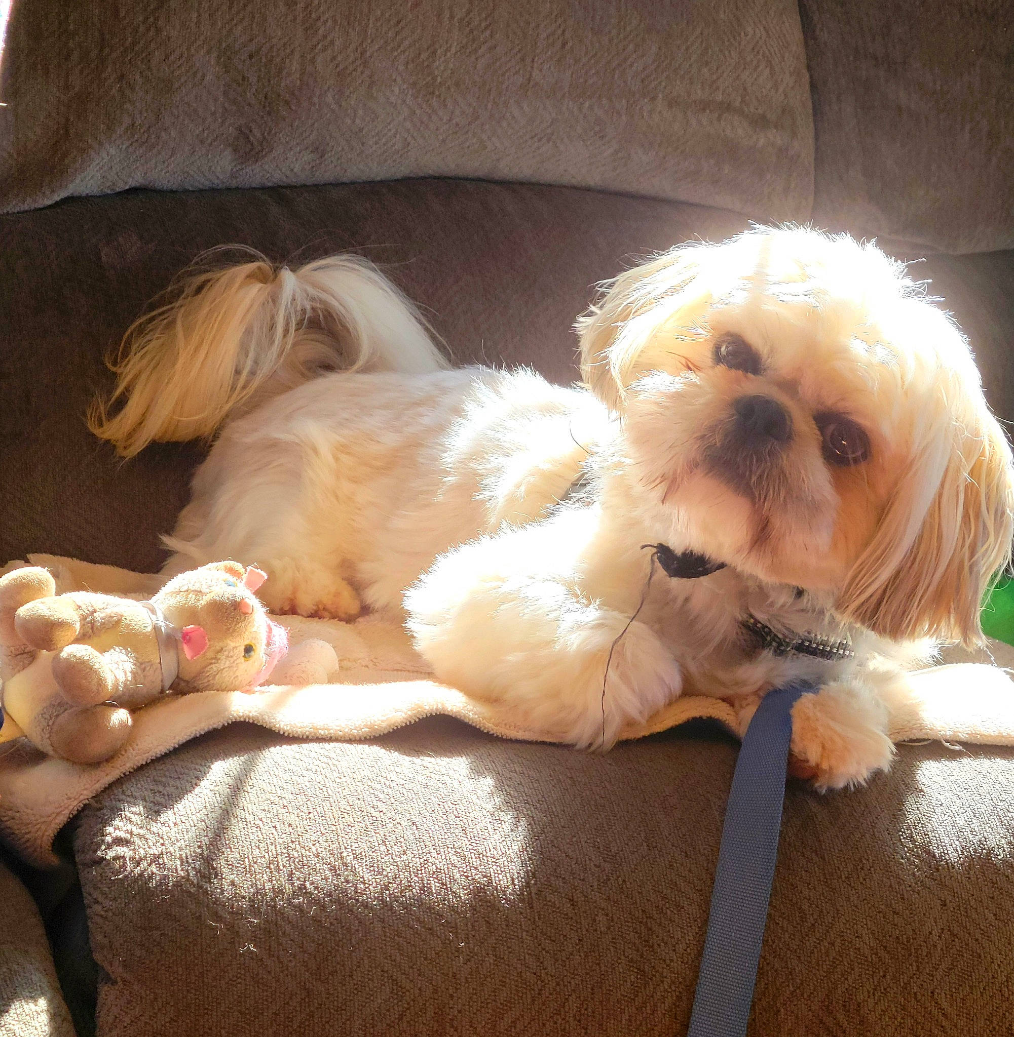 Ollie Noya is registered to the contest to win money with this photo: canidae, carnivore, comfort, companion_dog, dog, dog_breed, fawn, felidae, fur, liver, shih_tzu, small_terrier, snout, sporting_group, tail, terrier, toy, toy_dog, whiskers, working_animal