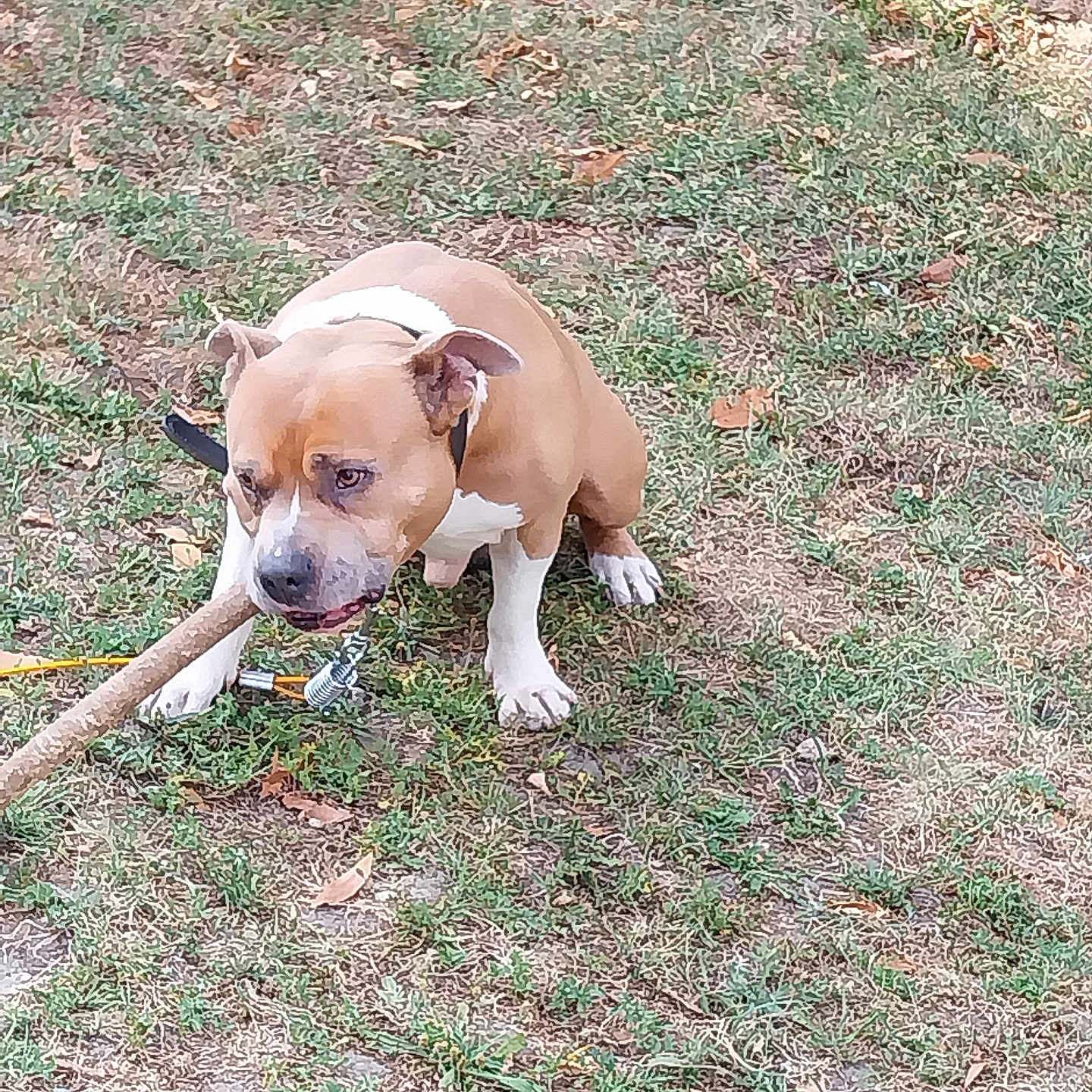 Joke participe au concours pour gagner de l'argent avec cette photo : animal, brown, canine, chewing, collar, daylight, dog, fur, grass, ground, leaf, leash, nature, outdoor, pet, playful, sitting, stick, tether, white