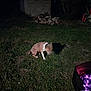 animal, blur, brick_pile, collar, darkness, dog, evening, fire, fire_pit, glowing, grass, lawn, nature, night, outdoor, pet, shadow, sitting, tree, yard