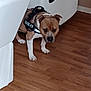 alert, animal, brown_and_white_dog, canine, companion, dog, domestic, ears_up, flooring, house, indoor, julius_k9_harness, leash_harness, muzzle, paw, pet, short_hair, standing, white_furniture, wooden_floor