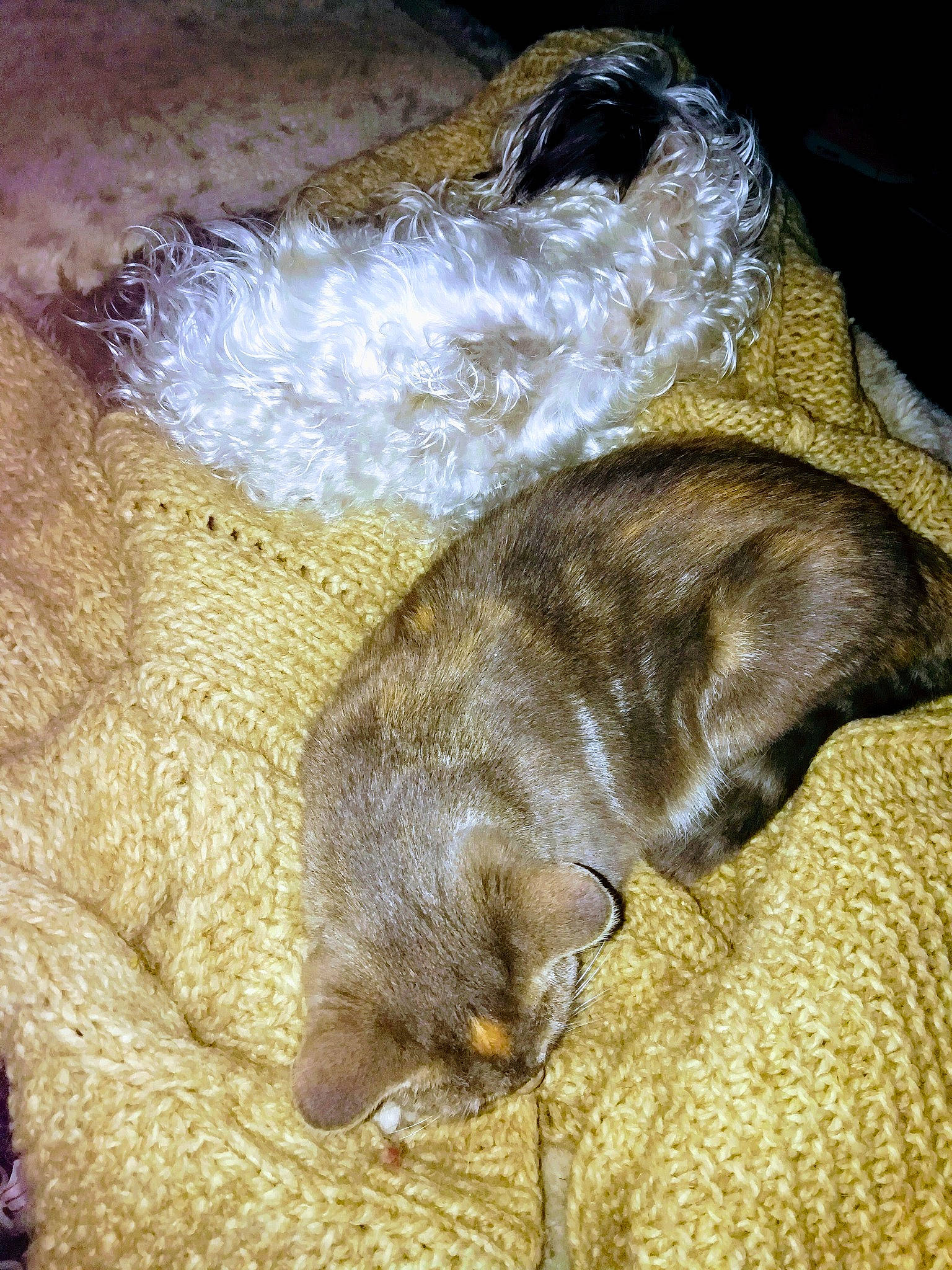 Kawaii a rejoint le concours — aidez-le/la à gagner de superbes lots ! burmese, carnivore, cat, fawn, felidae, kitten, sleep, small_to_medium_sized_cats, snout, whiskers