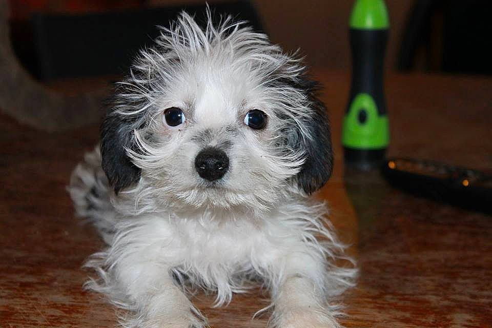 Kawaii a rejoint le concours — aidez-le/la à gagner de superbes lots ! bolognese, bolonka, canidae, carnivore, companion_dog, dog, dog_breed, havanese, kyi_leo, lowchen, maltepoo, maltese, mammal, morkie, puppy, schnoodle, shih_tzu, snout, vertebrate, west_highland_white_terrier