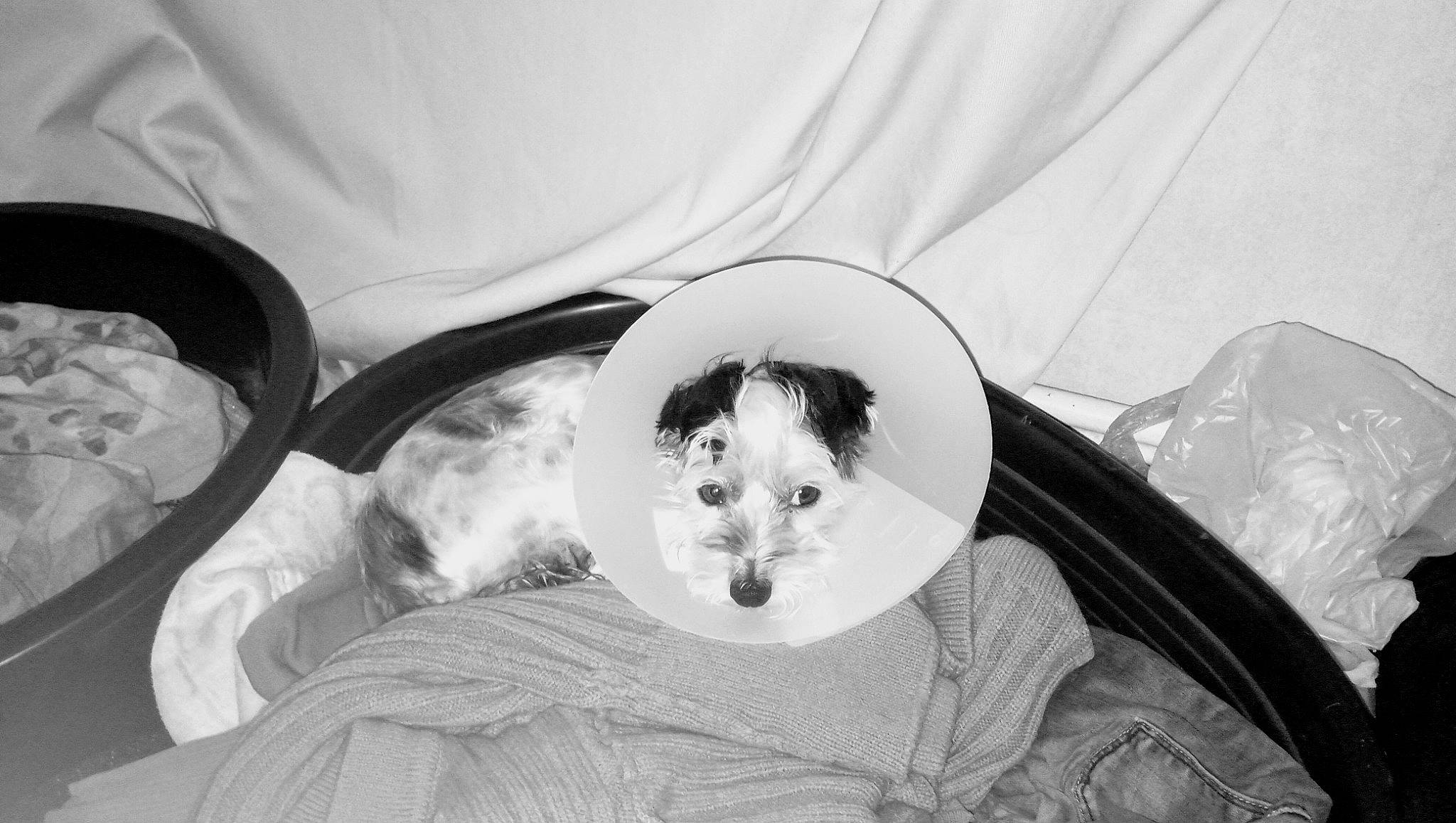 Kawaii a rejoint le concours — aidez-le/la à gagner de superbes lots ! baby, birth, black_and_white, child, fun, head, jaw, monochrome, monochrome_photography, mouth, nose, photography, smile, style, white