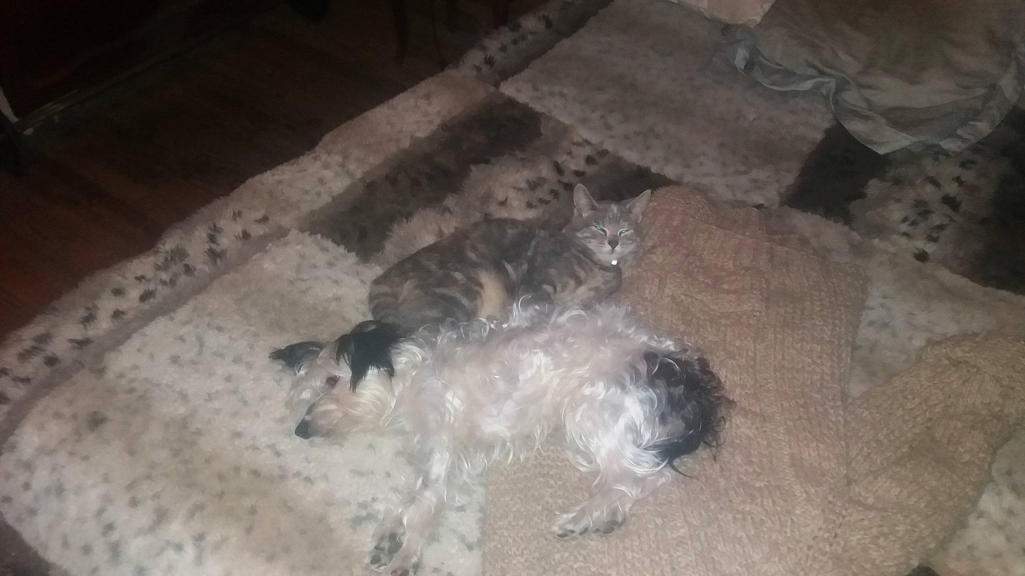 Kawaii participe au concours pour gagner de l'argent avec cette photo : cairn_terrier, canidae, carnivore, dog, dog_breed, non_sporting_group, schapendoes, schnauzer, shih_tzu, sporting_group, tibetan_terrier, toy_dog