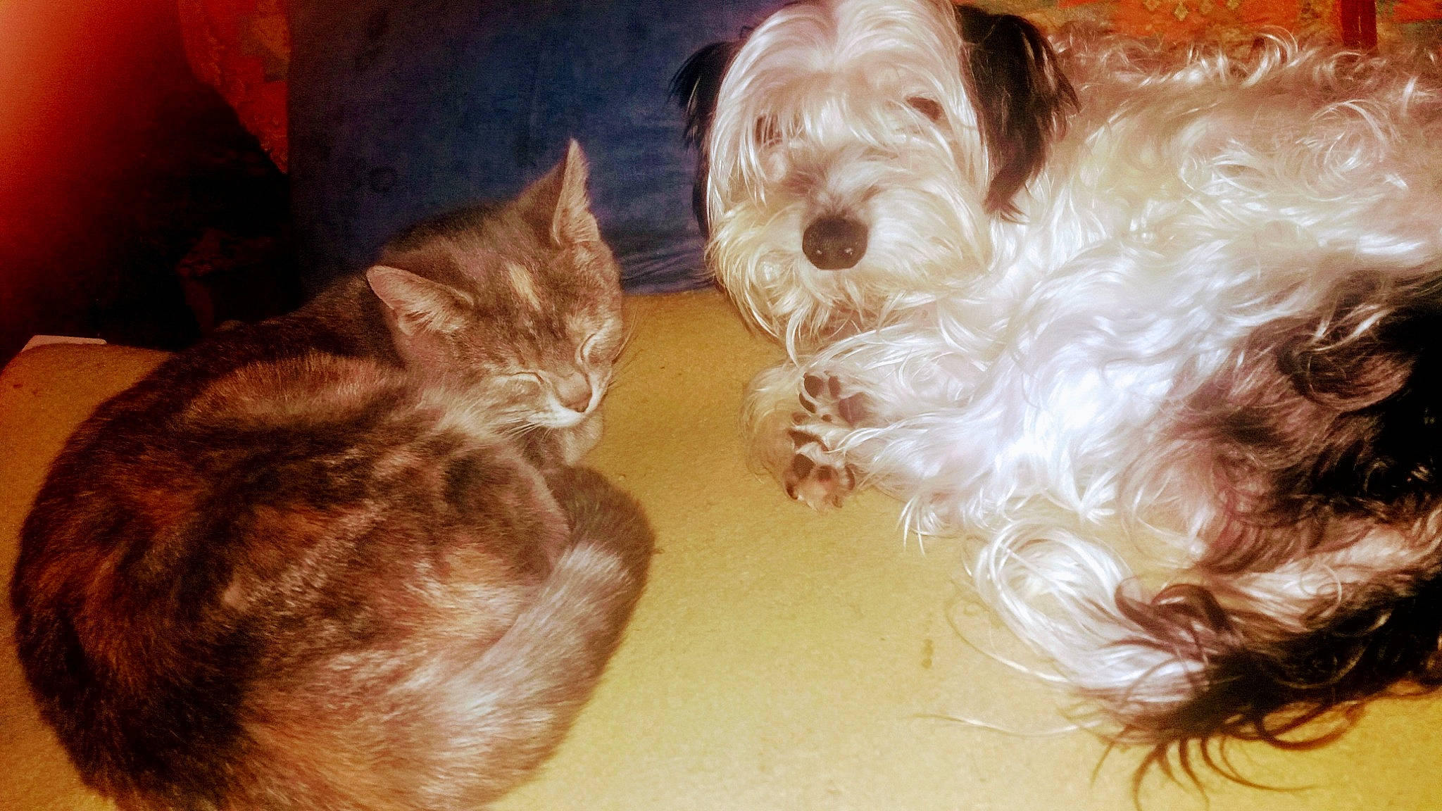 Kawaii a rejoint le concours — aidez-le/la à gagner de superbes lots ! canidae, carnivore, cat, cavapoo, cockapoo, companion_dog, dog, dog_breed, fur, irish_soft_coated_wheaten_terrier, paw, puppy, puppy_love, schnoodle, small_terrier, sporting_group, terrier, toy_dog, whiskers, yorkshire_terrier