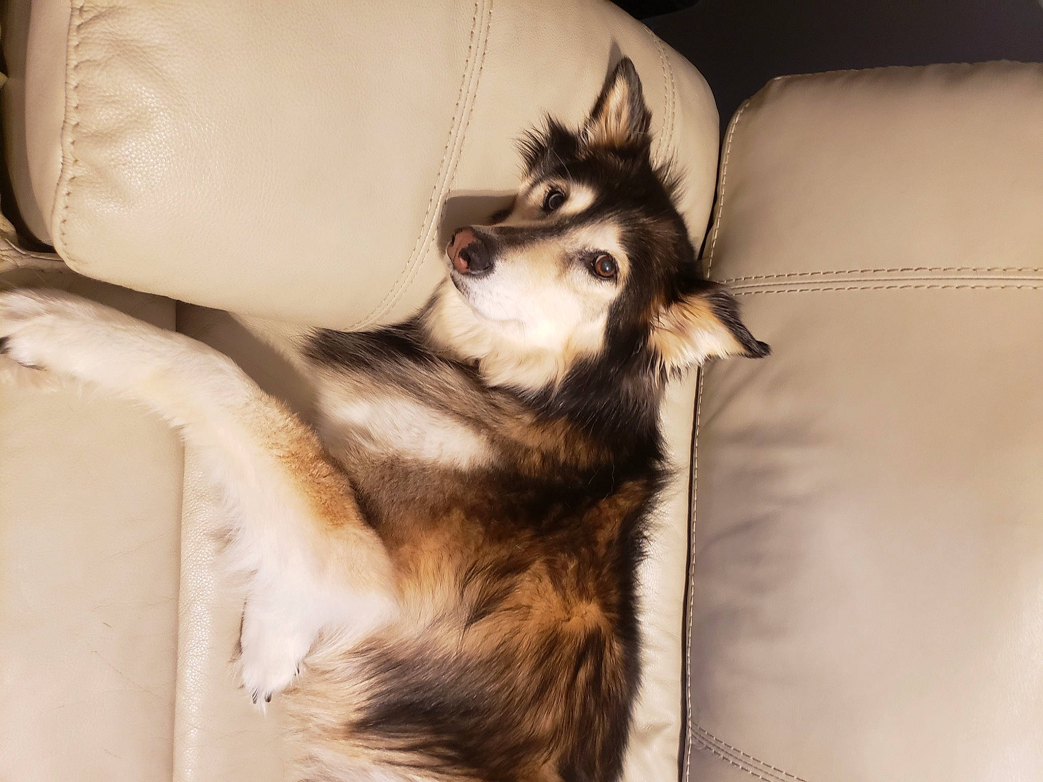 Lexi is registered to the contest to win money with this photo: canidae, canis, carnivore, comfort, companion_dog, dog, dog_breed, domestic_short_haired_cat, felidae, fur, human_leg, jaw, paw, sled_dog, small_to_medium_sized_cats, snout, sporting_group, tail, whiskers, wolf