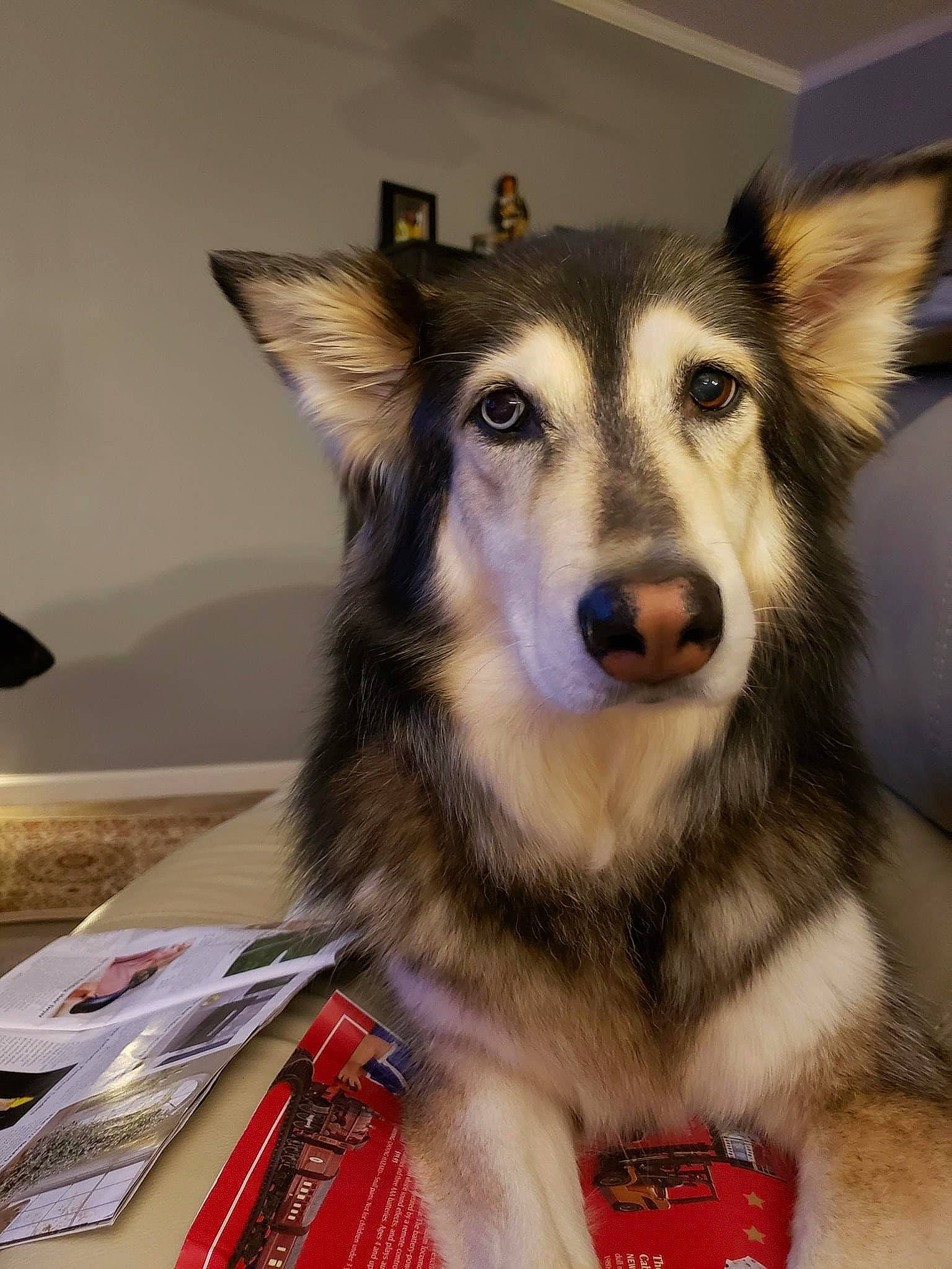 Lexi is registered to the contest to win money with this photo: ancient_dog_breeds, canidae, carnivore, companion_dog, dog, dog_breed, dog_supply, eye, fur, iris, recreation, sled_dog, snout, sporting_group, terrestrial_animal, whiskers, working_dog