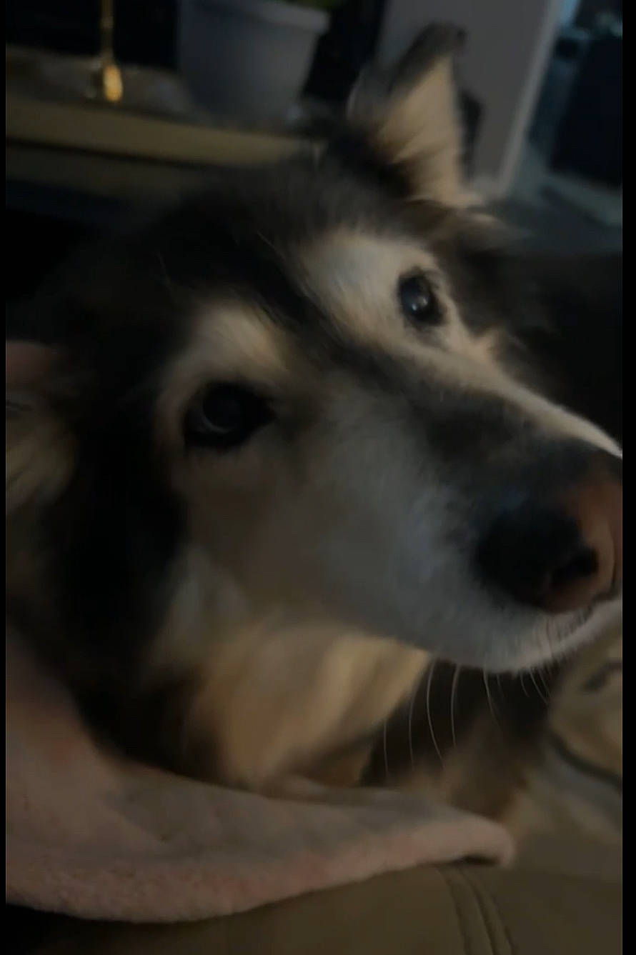 Lexi joined the competition — help win amazing prizes! ancient_dog_breeds, canidae, canis, carnivore, companion_dog, darkness, dog, dog_breed, fur, jaw, monochrome, monochrome_photography, non_sporting_group, snout, sporting_group, terrestrial_animal, whiskers, wildlife, working_animal, working_dog