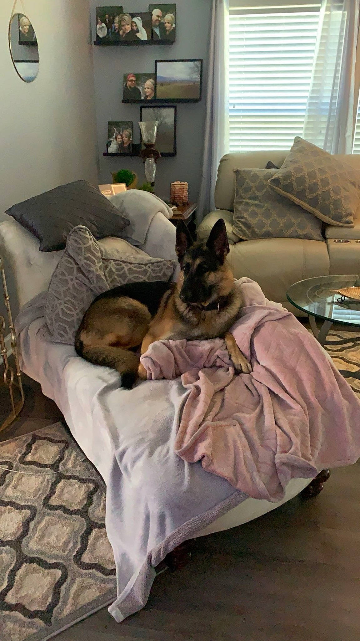 Titan is registered to the contest to win money with this photo: carnivore, comfort, companion_dog, couch, dog, dog_breed, fawn, felidae, floor, flooring, furniture, interior_design, linens, living_room, picture_frame, room, sporting_group, window, window_blind, working_animal