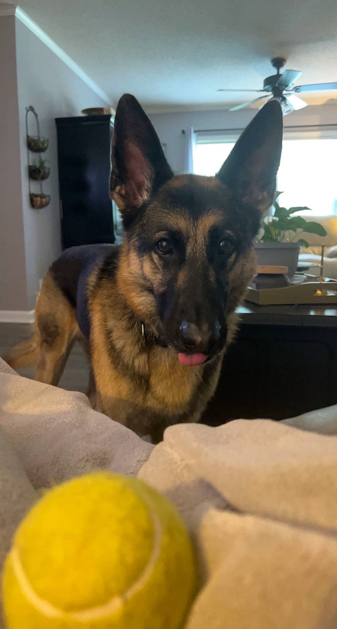 Titan joined the competition — help win amazing prizes! canidae, carnivore, comfort, companion_dog, dog, dog_breed, east_european_shepherd, eye, fawn, fur, german_shepherd_dog, herding_dog, houseplant, king_shepherd, old_german_shepherd_dog, snout, sporting_group, wall_plate, whiskers, working_animal