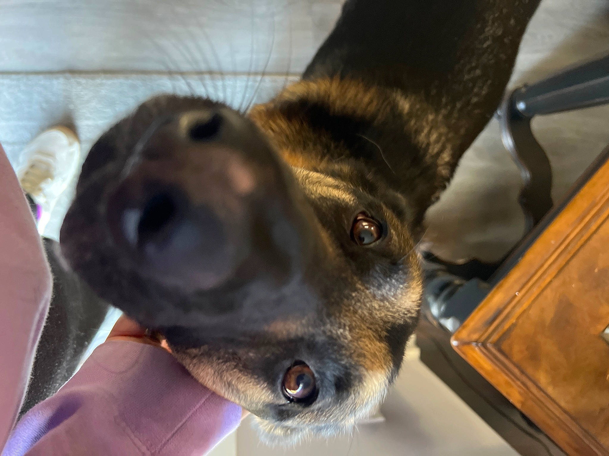 Titan joined the competition — help win amazing prizes! canidae, carnivore, collar, companion_dog, dog, dog_breed, dog_collar, ear, fawn, fur, guard_dog, jaw, paw, pet_supply, snout, sporting_group, whiskers, working_animal, working_dog