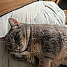 animal, bed, blanket, cat, close_up, comfortable, cozy, cute, domestic_animal, fur, gray_cat, indoor, nap, pet, relaxed, resting, sleeping, soft, tabby, whiskers