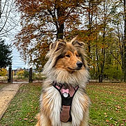 Vicky participe au concours pour gagner de l'argent avec cette photo : dog, fluffy, autumn, park, trees, fall_foliage, leaves, grass, path, outdoor, nature, canine, collar, pet, portrait, animal, seasonal, scenic, brown, green