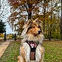 dog, fluffy, autumn, park, trees, fall_foliage, leaves, grass, path, outdoor, nature, canine, collar, pet, portrait, animal, seasonal, scenic, brown, green