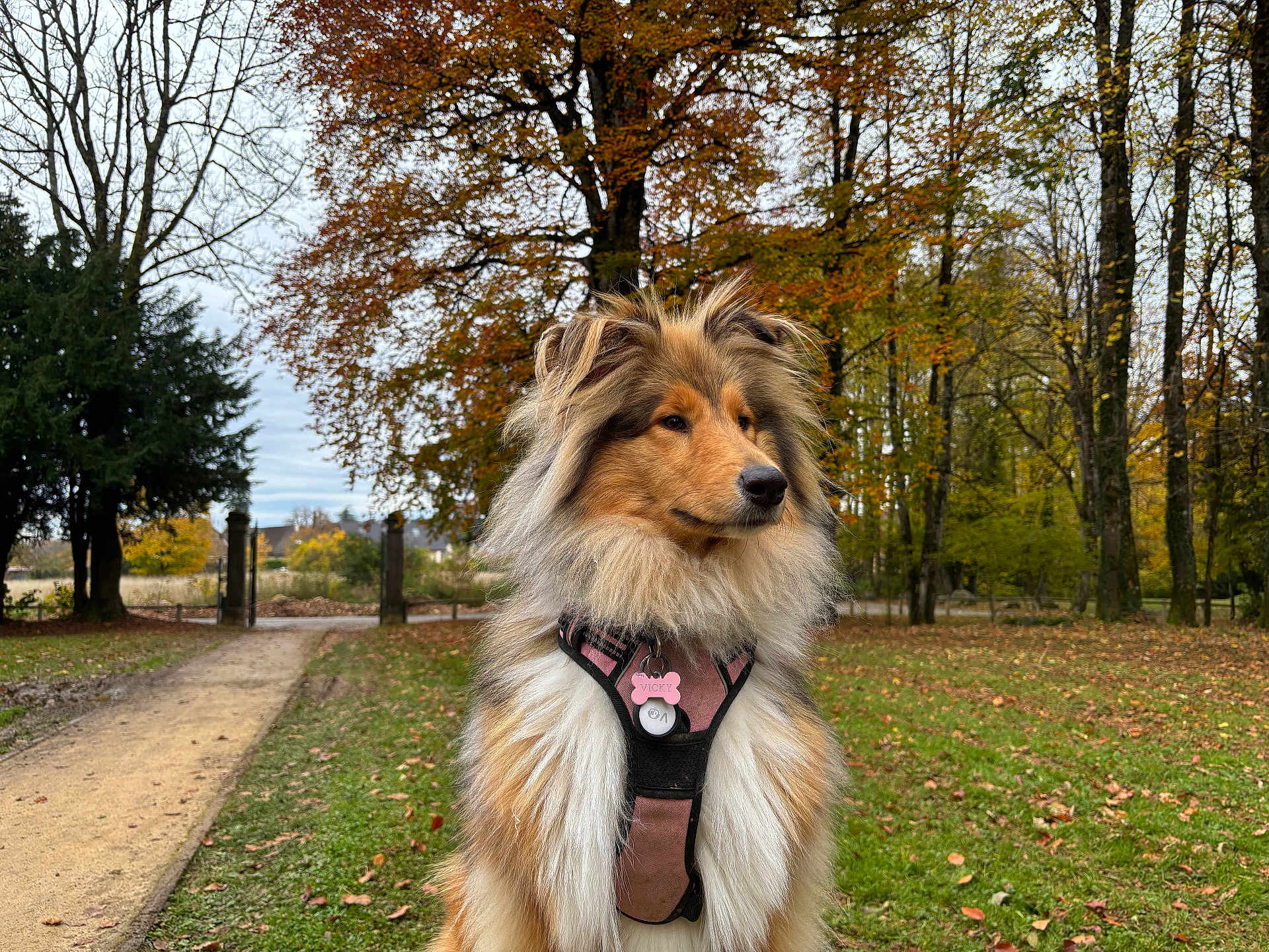Vicky participe au concours pour gagner de l'argent avec cette photo : dog, fluffy, autumn, park, trees, fall_foliage, leaves, grass, path, outdoor, nature, canine, collar, pet, portrait, animal, seasonal, scenic, brown, green