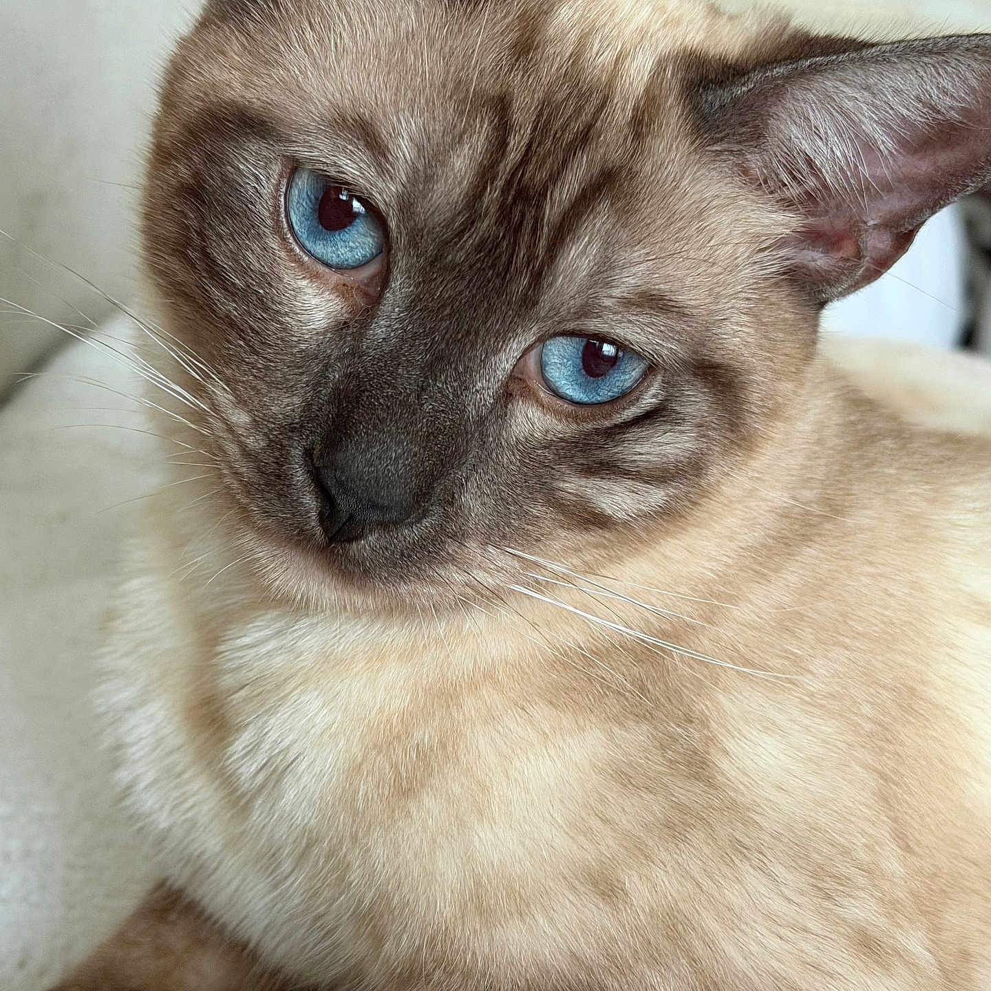 Coconut