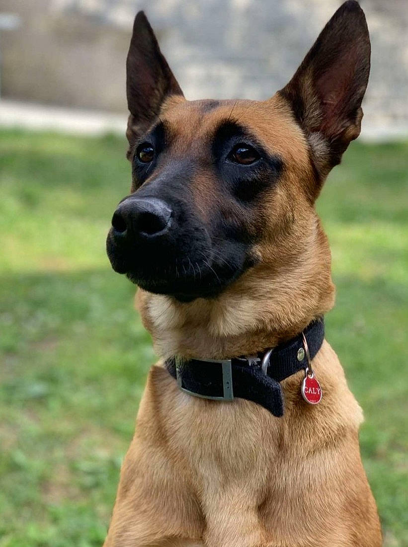 Caly a rejoint le concours — aidez-le/la à gagner de superbes lots ! belgian_shepherd, belgian_shepherd_malinois, canidae, carnivore, collar, dog, dog_breed, dog_collar, fawn, german_shepherd_dog, kunming_wolfdog, mammal, old_german_shepherd_dog, police_dog, rare_breed_dog, snout, vertebrate, working_dog