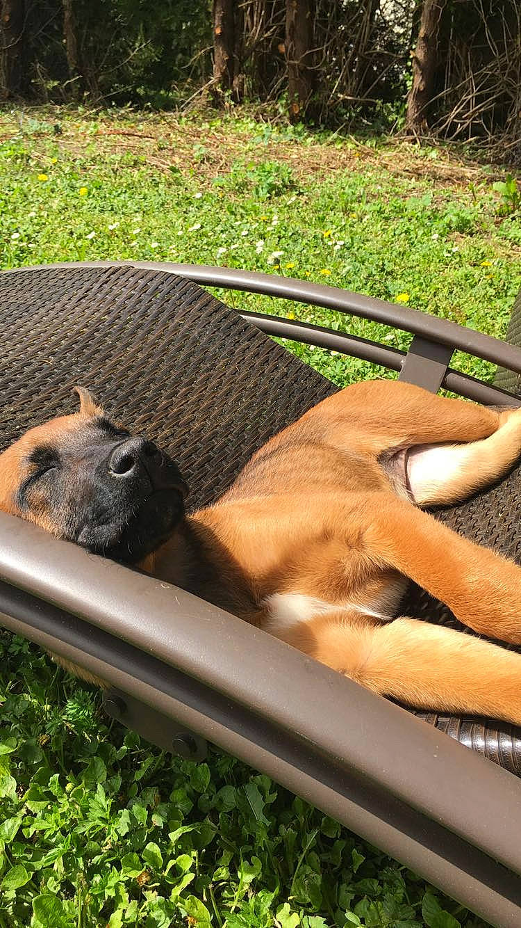 Caly participe au concours pour gagner de l'argent avec cette photo : bullmastiff, canidae, carnivore, fawn, grass, wildlife