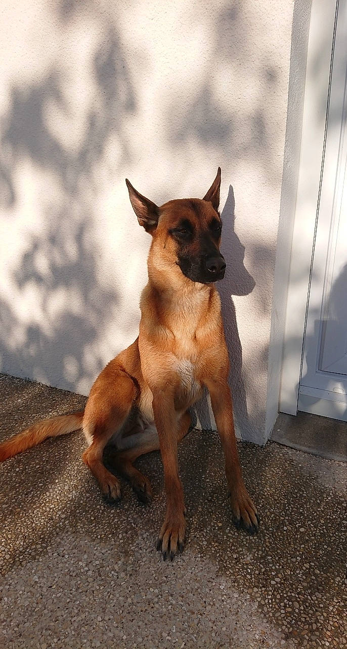 Caly a rejoint le concours — aidez-le/la à gagner de superbes lots ! belgian_shepherd, belgian_shepherd_malinois, canidae, carnivore, dog, dog_breed, fawn, german_shepherd_dog, mammal, rare_breed_dog, snout, vertebrate