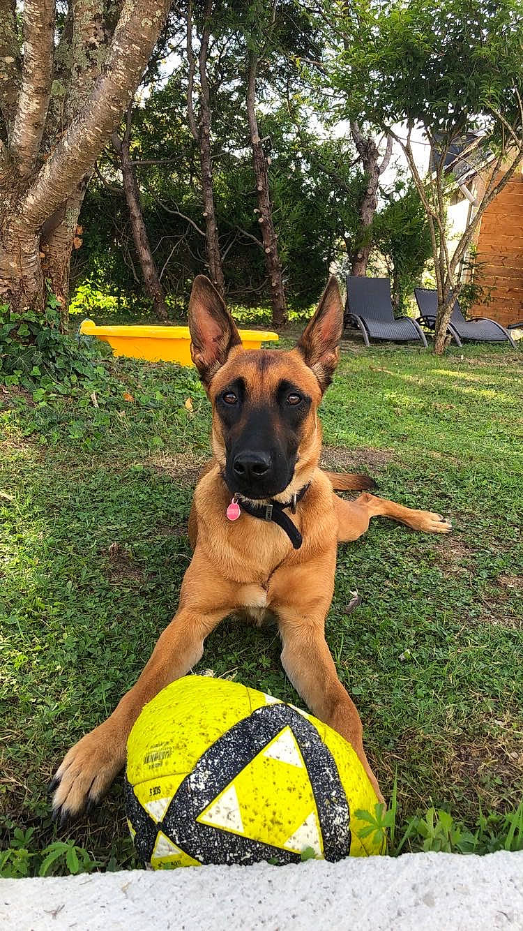Caly participe au concours pour gagner de l'argent avec cette photo : belgian_shepherd_malinois, black_mouth_cur, canidae, carnivore, dog, dog_breed, fawn, german_shepherd_dog, grass, great_dane, guard_dog, mammal, plant, police_dog, rare_breed_dog, snout, vertebrate, working_dog, yellow