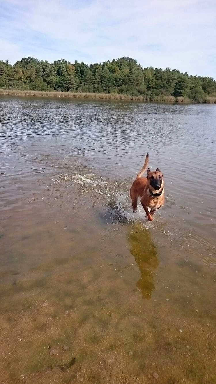 Caly a rejoint le concours — aidez-le/la à gagner de superbes lots ! american_staffordshire_terrier, boxer, bulldog, canidae, carnivore, dog, dog_breed, fawn, hunting_dog, ibizan_hound, non_sporting_group, river, sporting_group, terrier, vacation