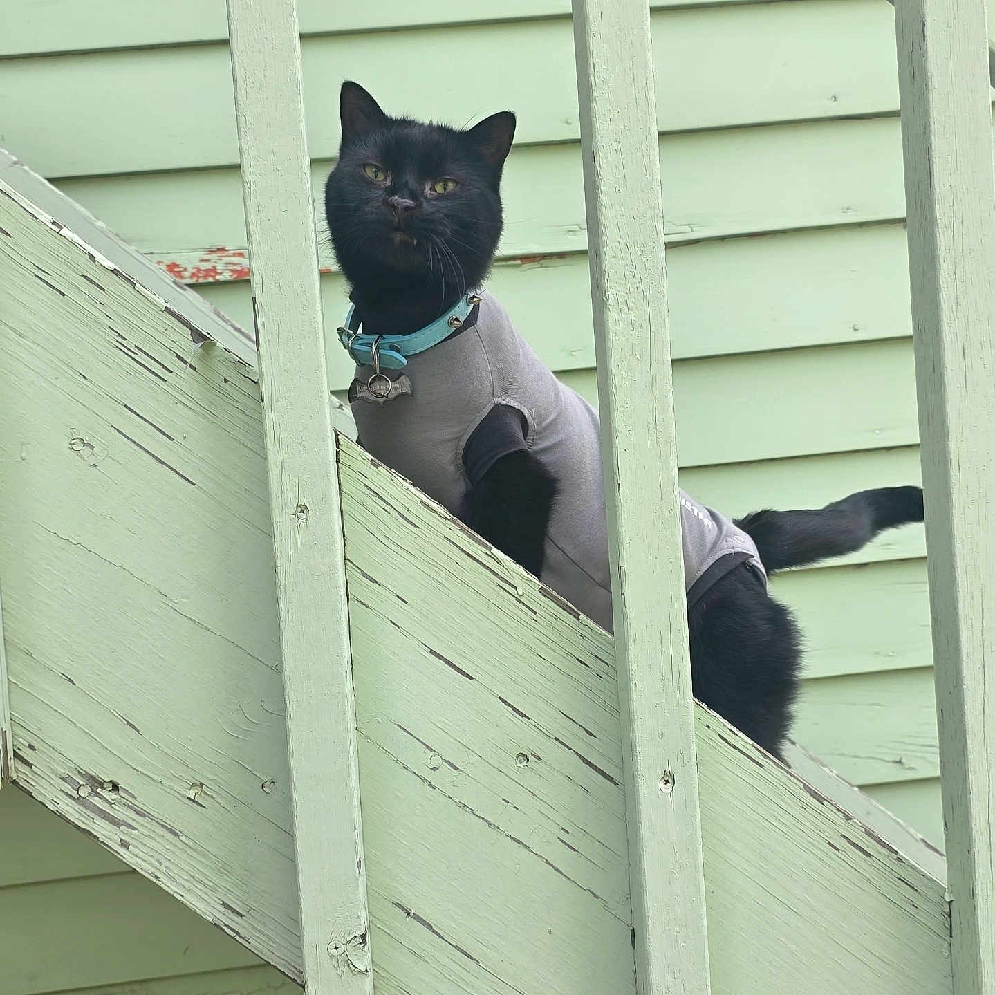 Billie is registered to the contest to win money with this photo: animal, black_cat, cat, closeup, collar, curious, daylight, feline, green, house_exterior, outdoor, pet, portrait, railing, shirt, stairs, texture, vertical_bars, wood, worn_paint