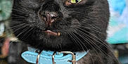 Billie joined the competition — help win amazing prizes! black_cat, cat, pet, collar, name_tag, fang, green_eyes, close_up, indoor, whiskers, animal, cute, feline, domestic_cat, portrait, fur, muzzle, looking, expression, bat_shaped_tag