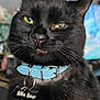 black_cat, cat, pet, collar, name_tag, fang, green_eyes, close_up, indoor, whiskers, animal, cute, feline, domestic_cat, portrait, fur, muzzle, looking, expression, bat_shaped_tag