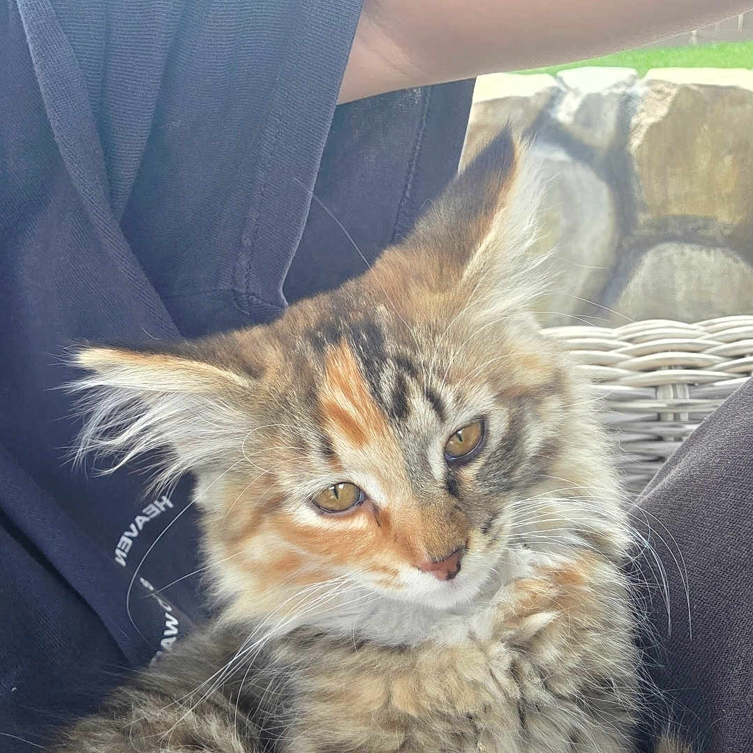 Maple