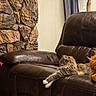 cat, fluffy_cat, longhaired_cat, tabby, pet, animal, recliner, leather_chair, living_room, indoor, relaxed, resting, lying_down, stretched_out, furry, whiskers, plush_toy, stone_wall, window, home_decor