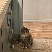Maple is registered to the contest to win money with this photo: cat, fluffy_cat, long_hair, tabby, sitting, portrait, indoors, home, floor, tile_floor, wood_floor, cabinet, drawers, knobs, wall, hallway, furniture, pet, alert, calm