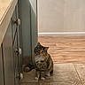 cat, fluffy_cat, long_hair, tabby, sitting, portrait, indoors, home, floor, tile_floor, wood_floor, cabinet, drawers, knobs, wall, hallway, furniture, pet, alert, calm