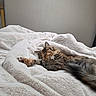 Maple joined the competition — help win amazing prizes! cat, tortoiseshell_cat, sleeping, sleepy, fluffy, fur, kitten, paw, whiskers, closed_eyes, relaxed, cozy, blanket, bed, bedroom, indoors, home, resting, cute, portrait