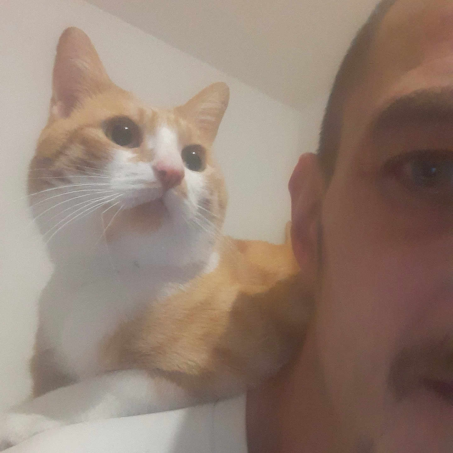 Chumly a rejoint le concours — aidez-le/la à gagner de superbes lots ! casual, cat, closeup, comfort, companionship, domestic_animal, face, feline, ginger_cat, human, indoor, looking_away, mustache, person, pet, portrait, shoulder, tshirt, wall, white_cat