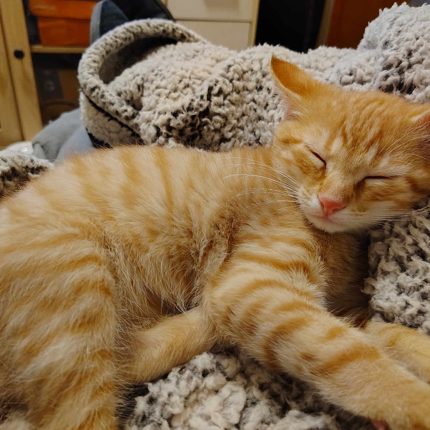 Binnington David is registered to the contest to win money with this photo: abyssinian, animal, armchair, blanket, cat, chair, clothing, couch, furniture, homedecor, kitten, knitwear, manx, person, pet, shelf, siamese, sleeping, sweater, wood