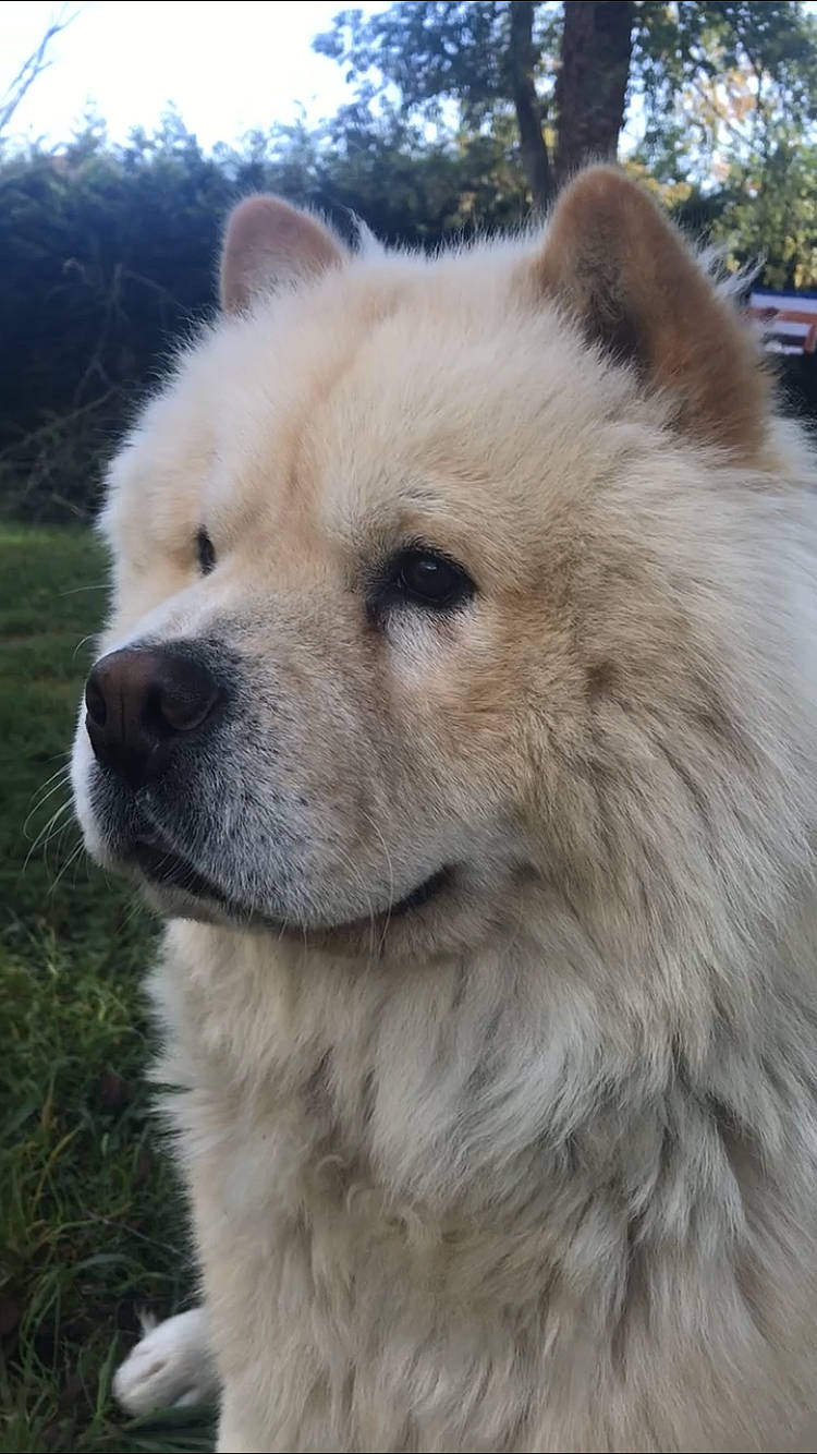 Bouboule a rejoint le concours — aidez-le/la à gagner de superbes lots ! carnivore, close_up, companion_dog, dog, dog_breed, eye, fawn, fur, german_spitz_mittel, giant_dog_breed, jaw, plant, sky, snout, spitz, terrestrial_animal, tree, whiskers, wildlife, working_animal