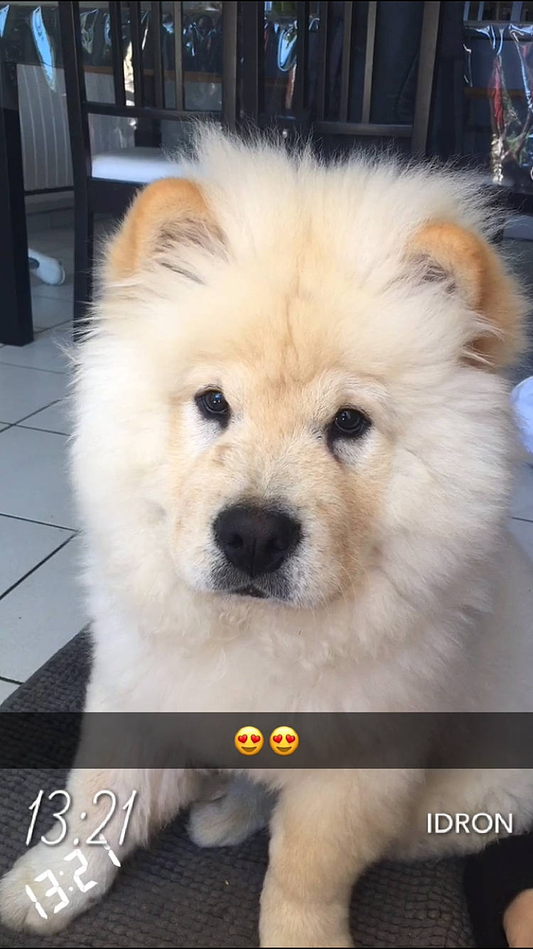 Bouboule a rejoint le concours — aidez-le/la à gagner de superbes lots ! ancient_dog_breeds, canidae, carnivore, companion_dog, dog, dog_breed, fawn, firefighter, fur, german_spitz, german_spitz_klein, german_spitz_mittel, samoyed, snout, spitz, sporting_group, toy_dog, whiskers, working_animal, working_dog