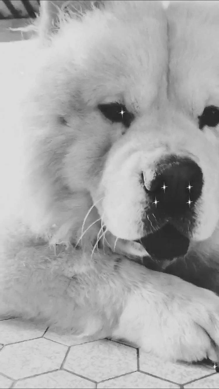 Bouboule participe au concours pour gagner de l'argent avec cette photo : black, canidae, carnivore, companion_dog, dog, dog_breed, fur, monochrome, monochrome_photography, nose, snout, sporting_group, stock_photography, stuffed_toy, style, terrestrial_animal, toy_dog, whiskers, white, working_animal