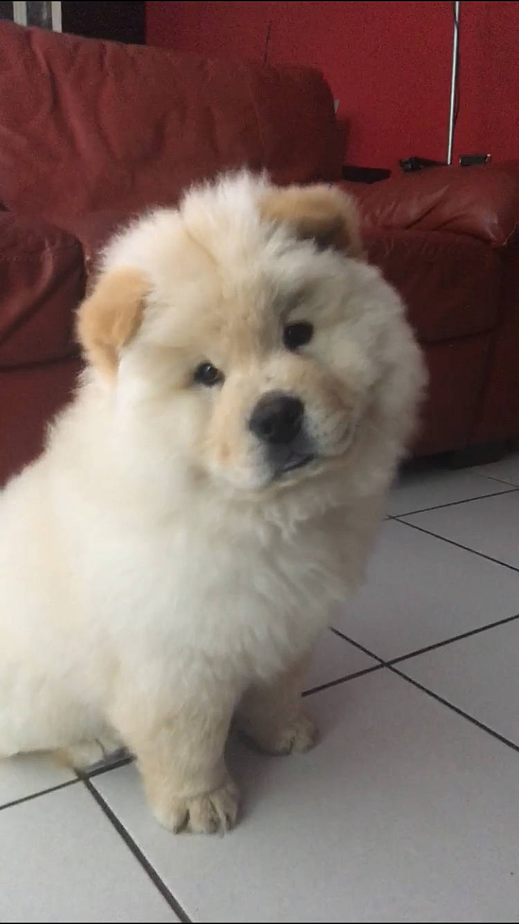 Bouboule participe au concours pour gagner de l'argent avec cette photo : canidae, carnivore, companion_dog, couch, dog, dog_breed, flooring, fur, maltepoo, non_sporting_group, puppy, sleeper_chair, snout, sofa_bed, sporting_group, studio_couch, tile_flooring, toy_dog, working_animal