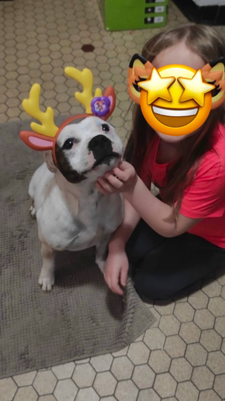 Jara participe au concours pour gagner de l'argent avec cette photo : carnivore, companion_dog, dog, dog_breed, dog_clothes, dog_supply, dog_toy, eyewear, fawn, flooring, hat, mammal, smile, snout, sporting_group, t_shirt, tail, toy_dog, vertebrate, working_animal