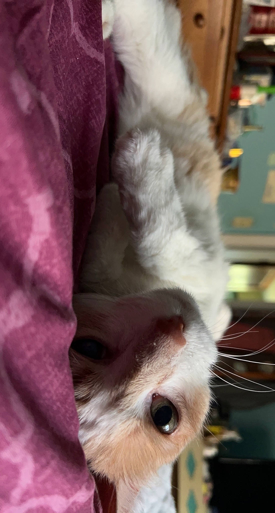 Chocolate joined the competition — help win amazing prizes! canidae, carnivore, companion_dog, dog, dog_breed, ear, eye, eyelash, fawn, felidae, fur, non_sporting_group, paw, small_to_medium_sized_cats, snout, sporting_group, tail, toy_dog, whiskers, working_animal