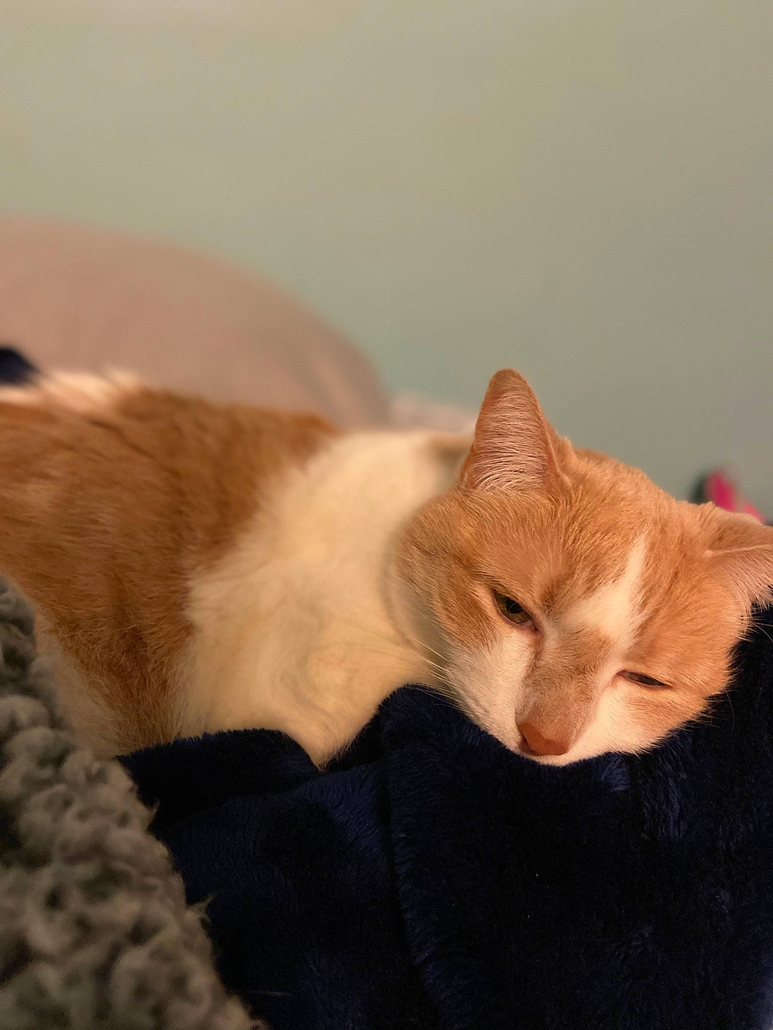 Chocolate joined the competition — help win amazing prizes! carnivore, cat, cat_supply, claw, comfort, domestic_short_haired_cat, eye, fawn, felidae, fur, nap, paw, small_to_medium_sized_cats, snout, tail, terrestrial_animal, whiskers, wood