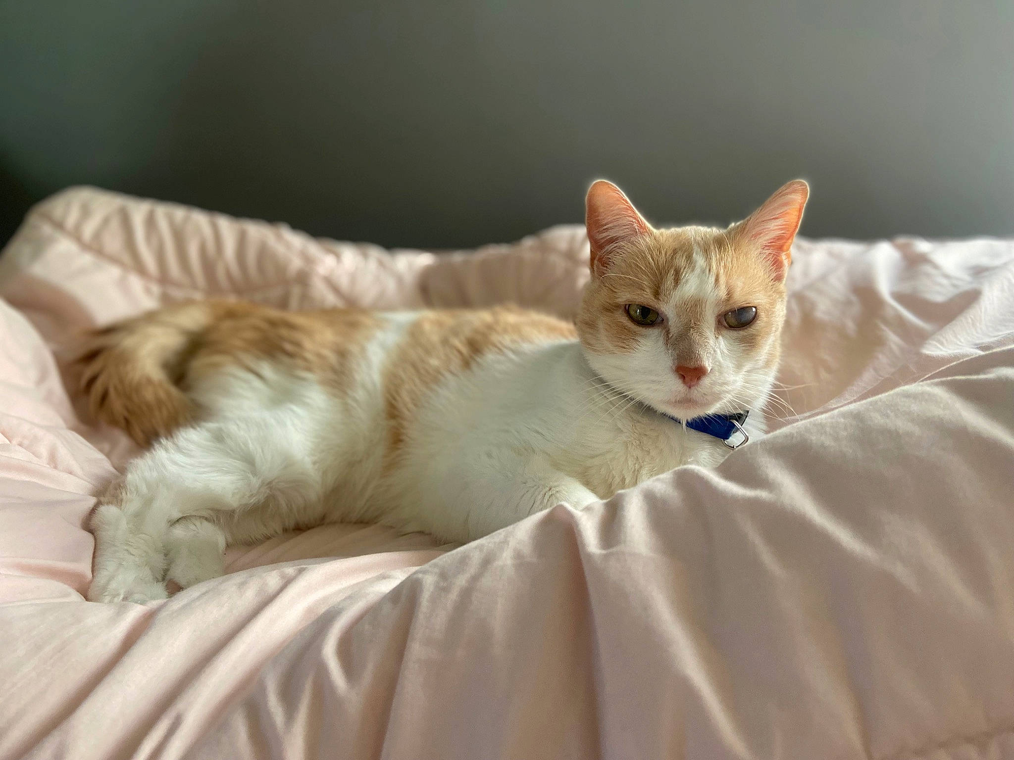 Chocolate joined the competition — help win amazing prizes! art, carnivore, cat, cat_supply, claw, comfort, domestic_short_haired_cat, fawn, felidae, foot, fur, linens, paw, sitting, small_to_medium_sized_cats, snout, tail, terrestrial_animal, whiskers