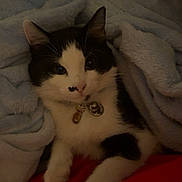 Meg joined the competition — help win amazing prizes! bed, bell, black_and_white, blanket, cat, closeup, collar, cozy, ears, feline, indoor, paws, pet, portrait, resting, sleepy, soft_texture, tag, tuxedo_cat, whiskers