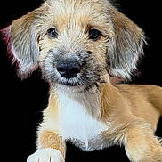 Goose joined the competition — help win amazing prizes! adorable, animal, canine, closeup, cute, dog, domestic_animal, ears, face, fluffy, friendly, fur, lying_down, muzzle, paw, pet, portrait, puppy, whiskers, young