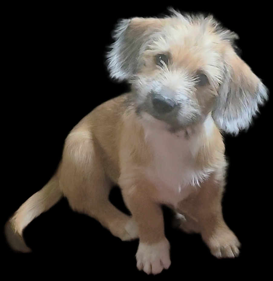 Goose joined the competition — help win amazing prizes! puppy, dog, pet, animal, cute, fluffy, sitting, head_tilt, fur, young, adorable, mammal, companion, domestic, friendly, small, canine, cute_expression, portrait, isolated