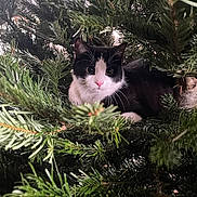 Hunter participe au concours pour gagner de l'argent avec cette photo : animal, cat, christmas, christmasdecorations, christmastree, christmastreeornaments, conifer, festival, fir, jungle, kitten, manx, nature, pet, pine, plant, spruce, tree, vegetation, yew