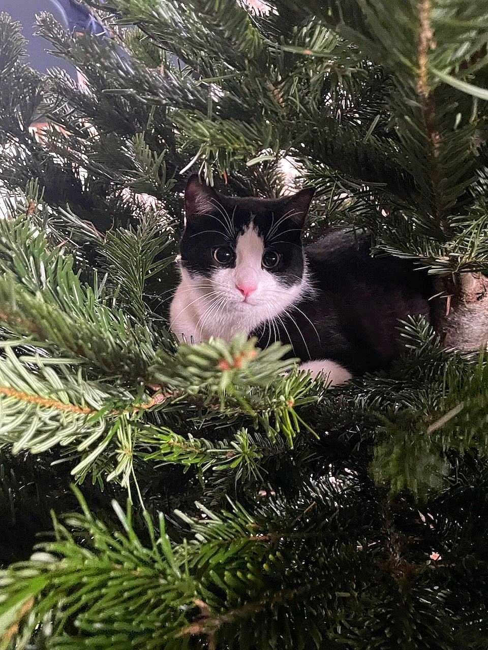 Hunter participe au concours pour gagner de l'argent avec cette photo : animal, cat, christmas, christmasdecorations, christmastree, christmastreeornaments, conifer, festival, fir, jungle, kitten, manx, nature, pet, pine, plant, spruce, tree, vegetation, yew